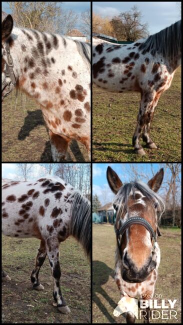 Entzückendes Kleinpferd in seltener Sonderlackierung, Apollo Eger, Horses For Sale, Nickelsdorf , Image 6