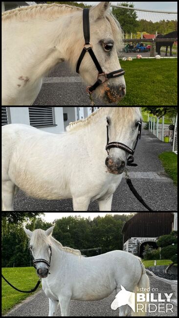 Verkaufe entzückende Shetlandponys-Stute, Teresa Hraba, Horses For Sale, Lasberg, Image 4