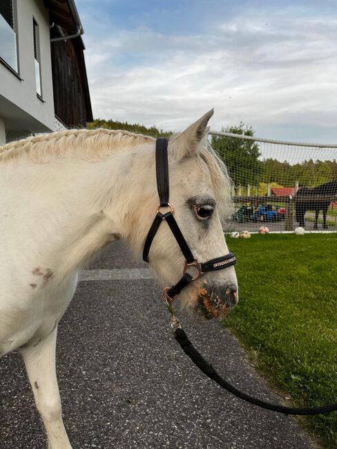 Verkaufe entzückende Shetlandponys-Stute, Teresa Hraba, Horses For Sale, Lasberg
