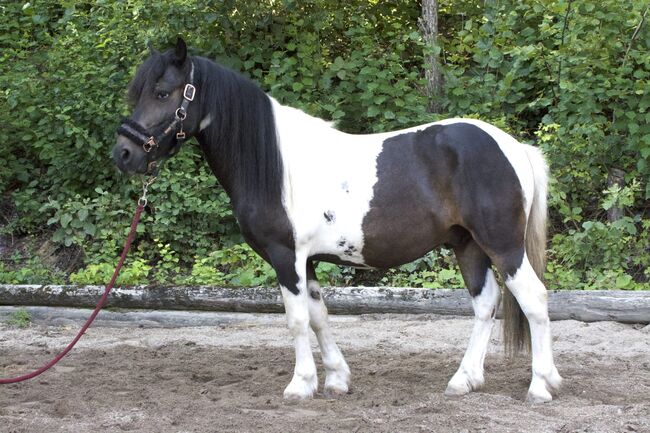 Liebenswerter Wallach Winnie Pooh, Daniela Nöttling , Horses For Sale, Eggendorf, Image 7