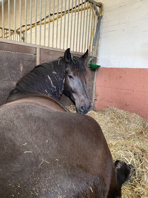Bedingt reitbarer Beisteller, Franzisca Götz, Pferd kaufen, Bad König