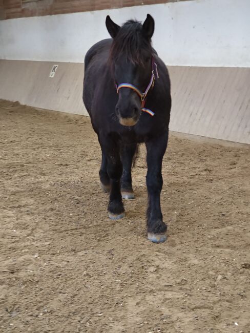 Bedingt reitbarer Beisteller, Franzisca Götz, Pferd kaufen, Bad König, Abbildung 6
