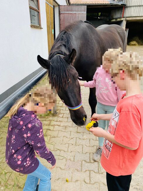 Bedingt reitbarer Beisteller, Franzisca Götz, Pferd kaufen, Bad König, Abbildung 3