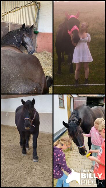 Bedingt reitbarer Beisteller, Franzisca Götz, Pferd kaufen, Bad König, Abbildung 8