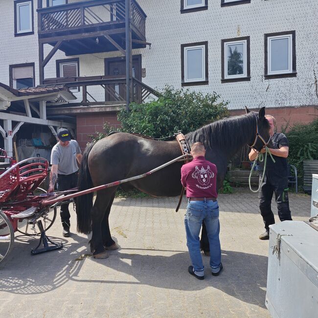 Bedingt reitbarer Beisteller, Franzisca Götz, Pferd kaufen, Bad König, Abbildung 5