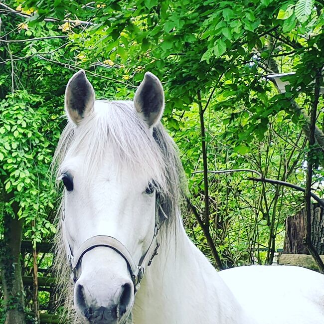 Bedingt reitbares Herzenspferd gesucht, Danny Kleinken, Pferd kaufen, Neuss 