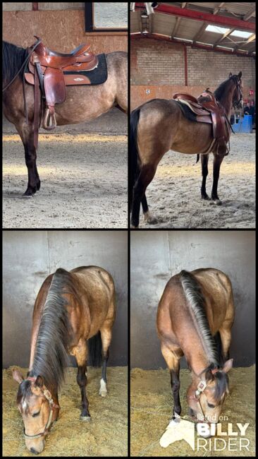 Talentierte, langsam gestartete Quarter Horse Stute, Kerstin Rehbehn (Pferdemarketing Ost), Horses For Sale, Nienburg, Image 11
