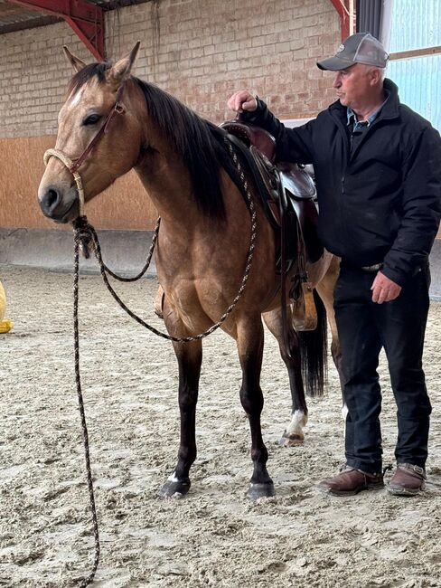 Talentierte, langsam gestartete Quarter Horse Stute, Kerstin Rehbehn (Pferdemarketing Ost), Horses For Sale, Nienburg, Image 3