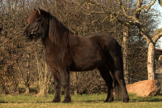 talentierte, freundliche Islandstute für erfahren Reiter, Sabine Opitz Wieben (Reiter - & Erlebnisbauernhof Groß Briesen GmbH), Horses For Sale, Groß Briesen