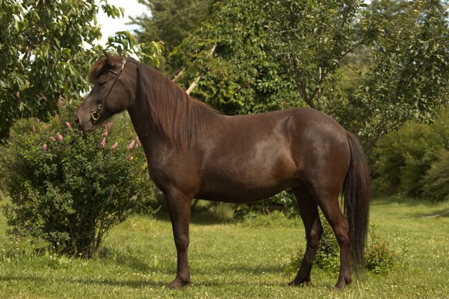 talentierte, freundliche Islandstute für erfahren Reiter, Sabine Opitz Wieben (Reiter - & Erlebnisbauernhof Groß Briesen GmbH), Horses For Sale, Groß Briesen, Image 2