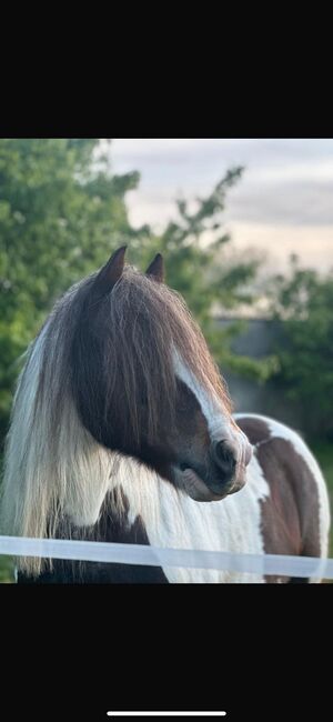 Anfänger pferd kinderpony lehrpferd, Yvonne , Horses For Sale, Grimma