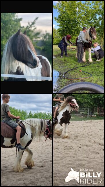 Anfänger pferd kinderpony lehrpferd, Yvonne , Horses For Sale, Grimma, Image 11