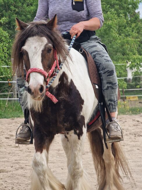 Anfänger pferd kinderpony lehrpferd, Yvonne , Horses For Sale, Grimma, Image 10