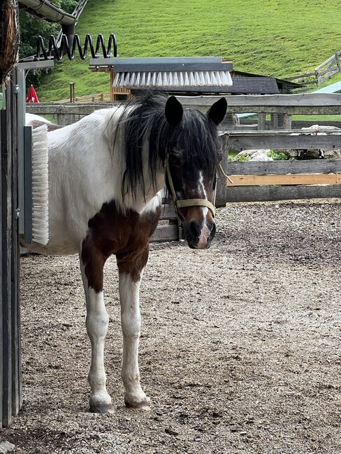 Beisteller - Lieber Pinto Wallach sucht gemütlichen Platz, Jessica , Horses For Sale, Eichhorntal, Image 3