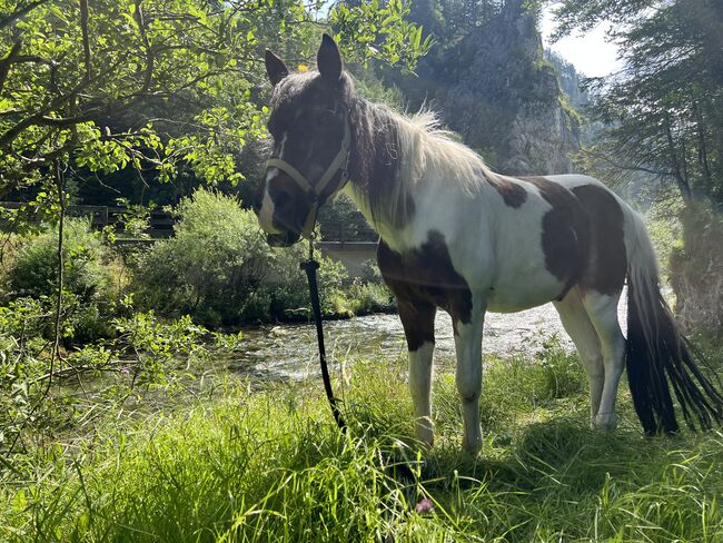 Beisteller - Lieber Pinto Wallach sucht gemütlichen Platz, Jessica , Konie na sprzedaż, Eichhorntal, Image 2