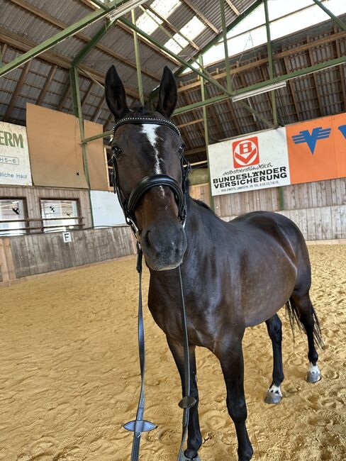 Beistellpferd, bedingt reitbar – sucht liebevolles Zuhause, Anna Koppensteiner, Pferd kaufen, Zwettl , Abbildung 4