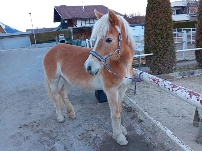 Beistellpferd bzw Ausreitpferd, Michelle, Pferd kaufen, Innsbruck