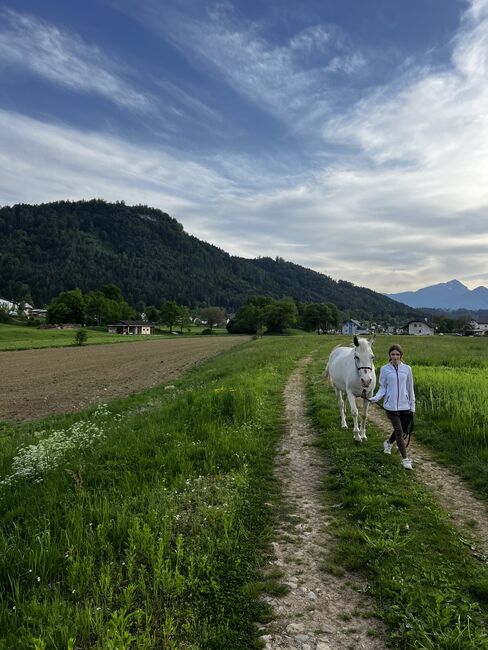 Beistellpferd, Lippitz jürgen, Pferd kaufen, Klagenfurt am Wörthersee, Abbildung 9