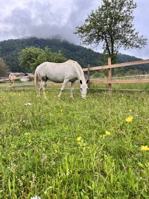 Beistellpferd, Lippitz jürgen, Pferd kaufen, Klagenfurt am Wörthersee, Abbildung 5