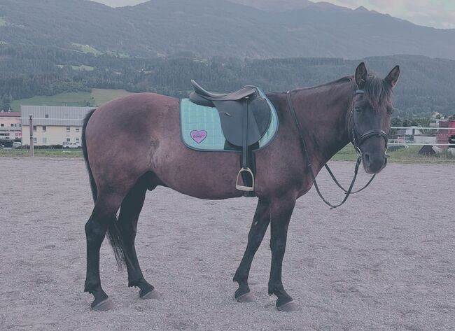 Beistellpferd/Reitpferd für Mutige, Kathrin Mayr , Pferd kaufen, Mils, Abbildung 2