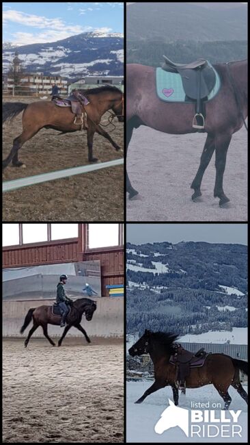 Beistellpferd/Reitpferd für Mutige, Kathrin Mayr , Pferde kaufen & verkaufen, Mils, Abbildung 5