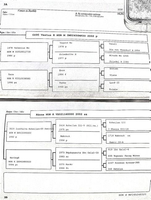 Beistellpferd oder zur Zucht / Venus, Brigitte, Pferd kaufen, Gross Enzersdorf, Abbildung 6