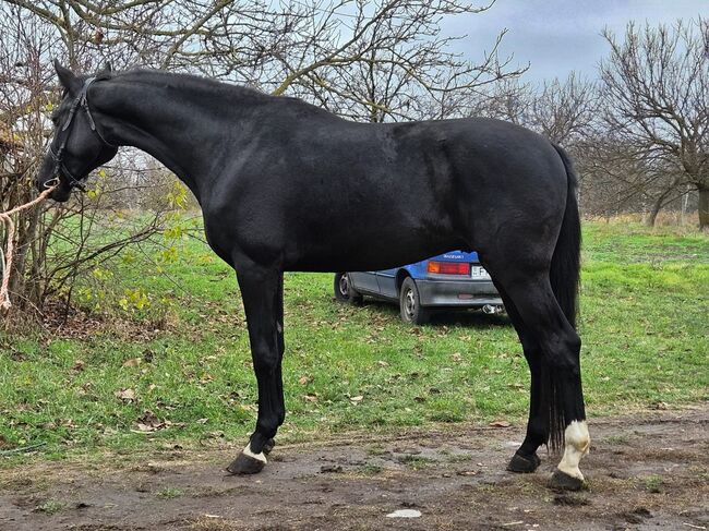 belgisch gezogener KWPN-Hengst  zu verkaufen, Jozsef, Horses For Sale, Békés