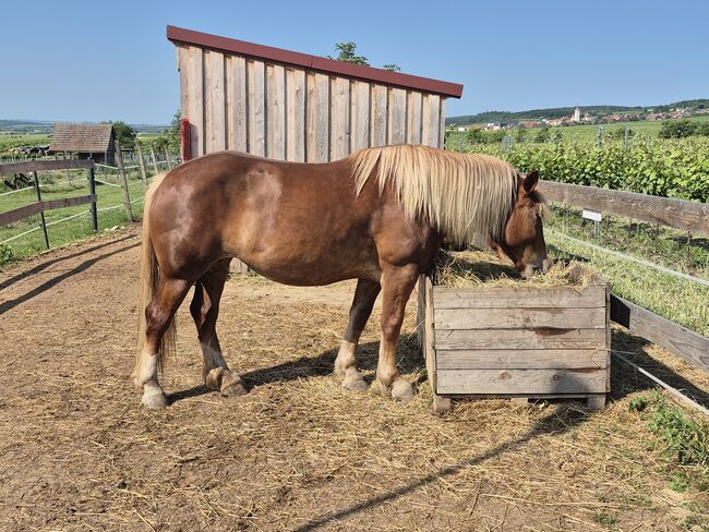 Belgisches Kaltblut für erfahrene Pferdemenschen, Weber Christina , Horses For Sale, Obermarkersdorf, Image 5