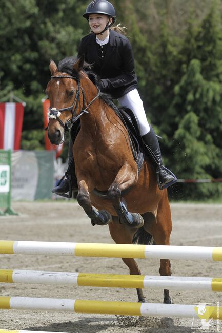 Belgisches Sportpony mit Turniererfahrung, Christina , Horses For Sale, Wundschuh , Image 3