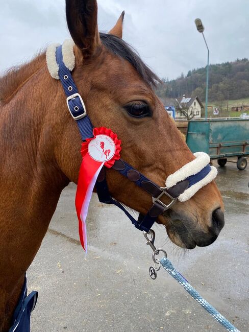 Belgisches Sportpony mit Turniererfahrung, Christina , Konie na sprzedaż, Wundschuh , Image 4