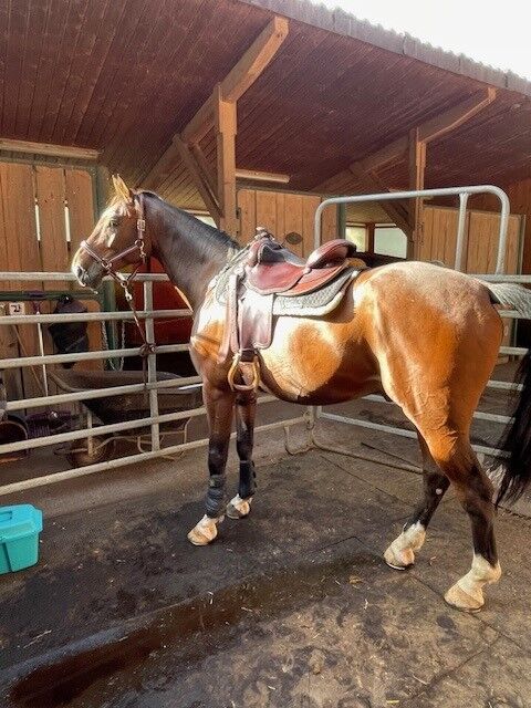 Belgisches Warmblut, Freizeit-/Zweitpferd, Lucky van Spieveld, Konie na sprzedaż, Bözen