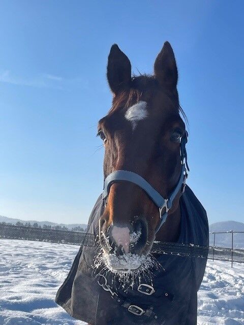 Belgisches Warmblut, Freizeit-/Zweitpferd, Lucky van Spieveld, Konie na sprzedaż, Bözen, Image 2