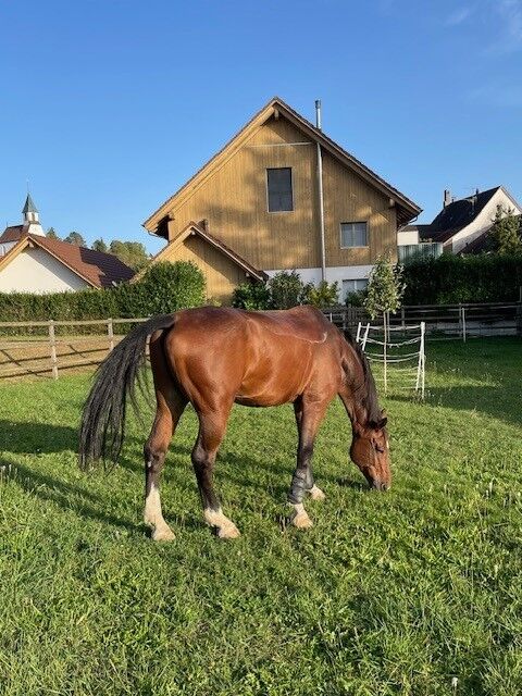 Belgisches Warmblut, Freizeit-/Zweitpferd, Lucky van Spieveld, Konie na sprzedaż, Bözen, Image 3