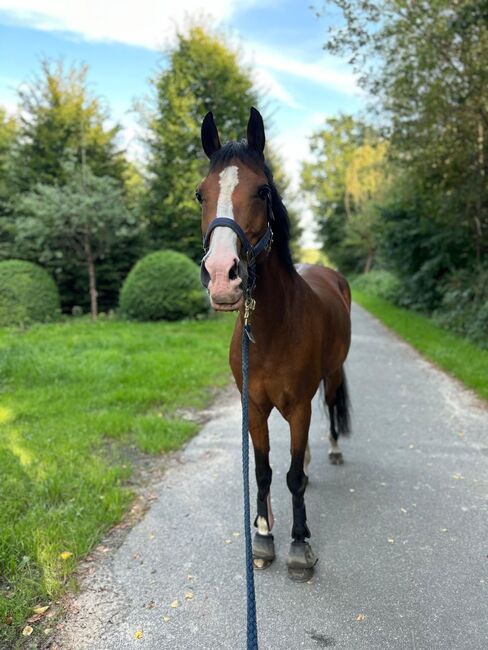 Belgische Reitponystute, Severine Frühbeis, Horses For Sale, Paderborn 