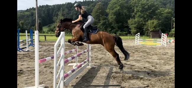 Belgisches Sportpony mit Turniererfahrung, Christina , Horses For Sale, Wundschuh , Image 5