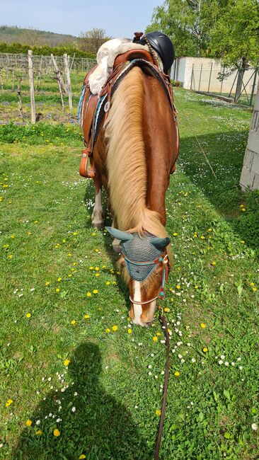 Belgisches Kaltblut für erfahrene Pferdemenschen, Weber Christina , Horses For Sale, Obermarkersdorf, Image 2