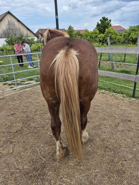 Belgisches Kaltblut für erfahrene Pferdemenschen, Weber Christina , Horses For Sale, Obermarkersdorf, Image 3