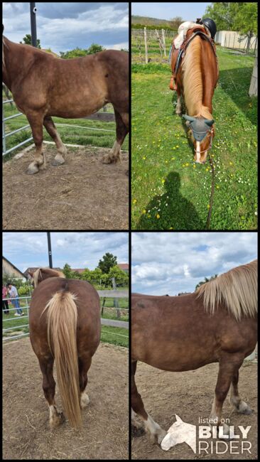 Belgisches Kaltblut für erfahrene Pferdemenschen, Weber Christina , Horses For Sale, Obermarkersdorf, Image 6