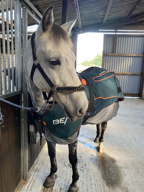 Bemer Horse Set, Bemer Horse Set, Linea Haß, Horse Blankets, Sheets & Coolers, Kiel