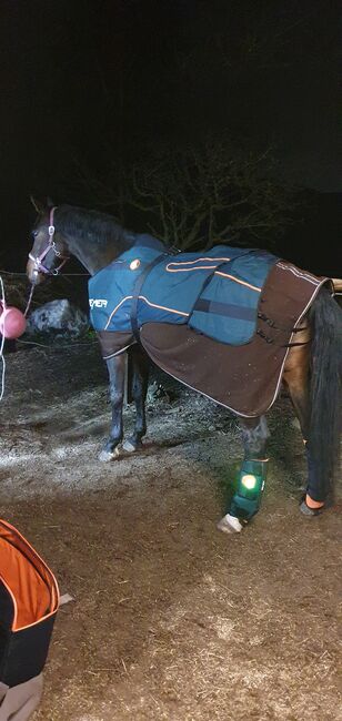 Bemer Horse Set, Bemer, Lisa Römer , Pferdedecken, Simmerath 