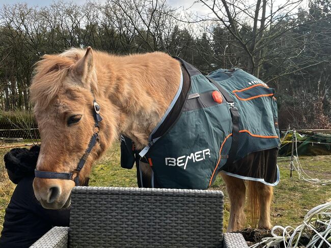 BEMER Horse Set (von Privat), Bemer BEMER Horse Set, Vanessa, Horse Blankets, Sheets & Coolers, Jessen, Image 2