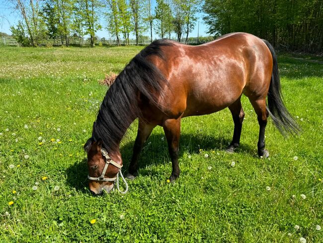 Liebenswerte, menschenbezogene Quarter Horse Stute, Kerstin Rehbehn (Pferdemarketing Ost), Horses For Sale, Nienburg, Image 3