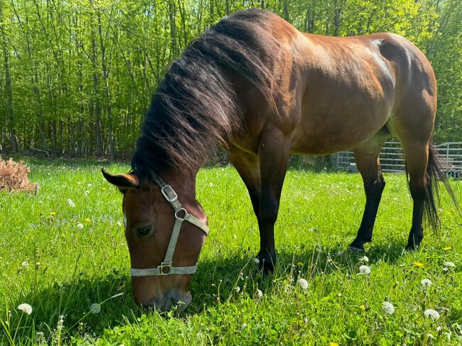 Liebenswerte, menschenbezogene Quarter Horse Stute, Kerstin Rehbehn (Pferdemarketing Ost), Horses For Sale, Nienburg, Image 6