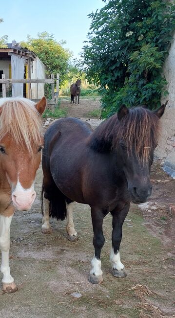 Liebenswerte Shetty Stute, Tina, Horses For Sale, Döbeln, Image 10