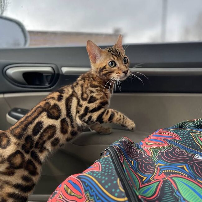 Bengal Kittens looking for a home, Kris Moore, Pferd kaufen, Columbia