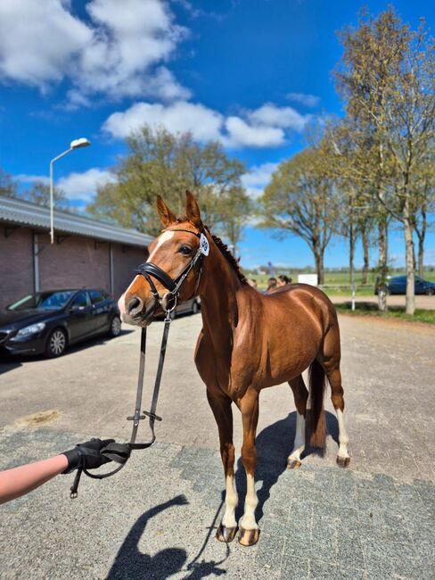 Benicio × Quarterback, 5jährige Stute, B.M., Horses For Sale, Großheide