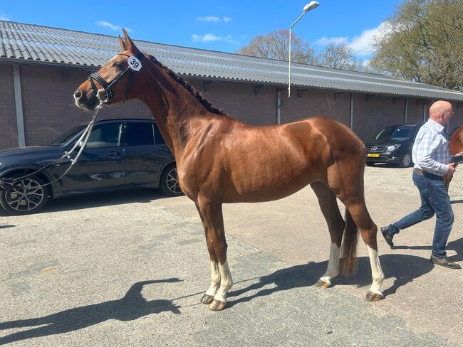 Benicio × Quarterback, 5jährige Stute, B.M., Horses For Sale, Großheide, Image 9