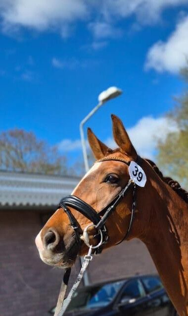 Benicio × Quarterback, 5jährige Stute, B.M., Horses For Sale, Großheide, Image 3