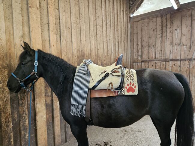 Bentaiga Campoflex Vaquero Sattel Hirtensattel, Signum Bentaiga Campoflex, Silvia, Endurance Saddle, Emmering