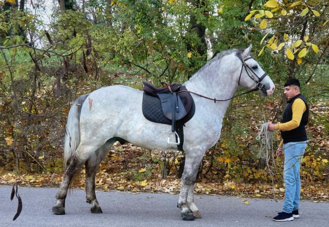 Geritten und Gefahren, Annette , Horses For Sale, St.pölten , Image 5